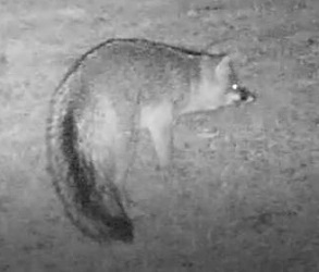 Urocyon cinereoargenteus