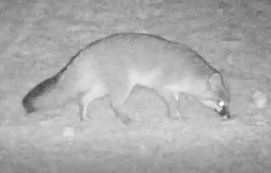 Urocyon cinereoargenteus