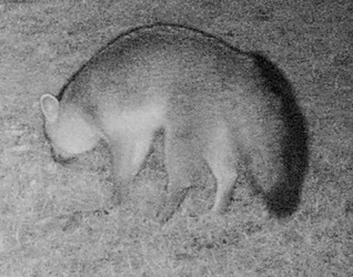 Urocyon cinereoargenteus