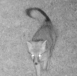 Urocyon cinereoargenteus