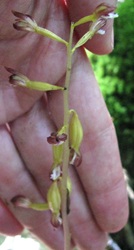 Corallorhiza maculata