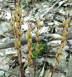Corallorhiza maculata