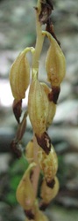 Corallorhiza maculata