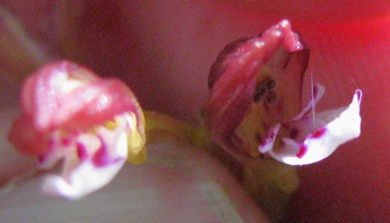Corallorhiza maculata