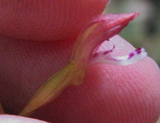 Corallorhiza maculata