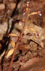 Corallorhiza maculata