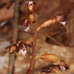 Corallorhiza maculata