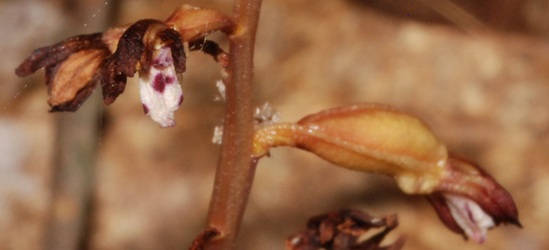 Corallorhiza maculata
