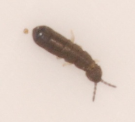 Anurophorus 