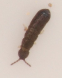 Anurophorus 