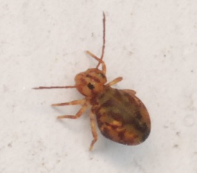 Dicyrtomina minuta