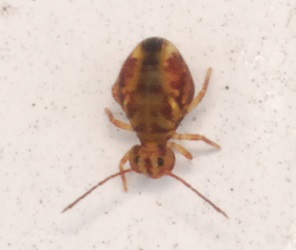 Dicyrtomina minuta