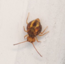 Dicyrtomina minuta
