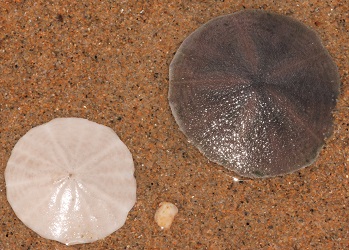 Echinarachnius parma