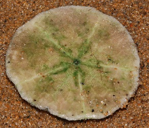 Echinarachnius parma