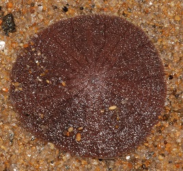 Echinarachnius parma