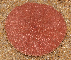 Echinarachnius parma