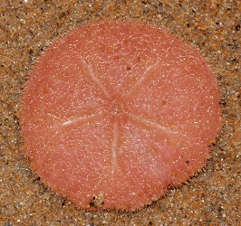 Echinarachnius parma