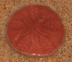 Echinarachnius parma