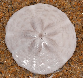 Echinarachnius parma