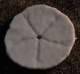 Echinarachnius parma