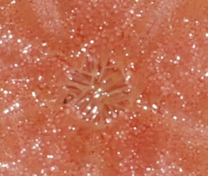 Echinarachnius parma