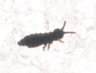 Hypogastrura 
