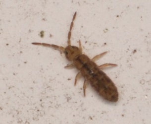 Isotomurus palustris