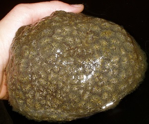 Pectinatella magnifica