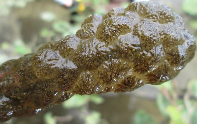 Pectinatella magnifica