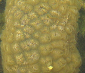 Pectinatella magnifica