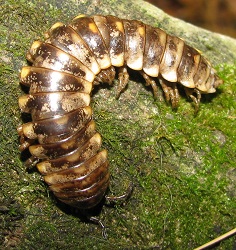 Rudiloria trimaculata