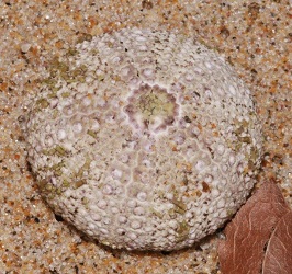 Strongylocentrotus droebachiensis