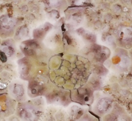 Strongylocentrotus droebachiensis
