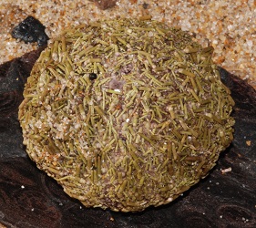 Strongylocentrotus droebachiensis