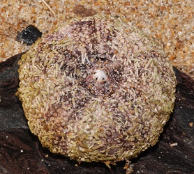 Strongylocentrotus droebachiensis