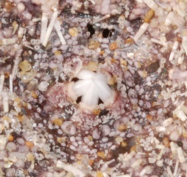 Strongylocentrotus droebachiensis