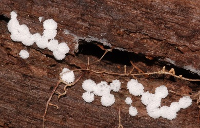 Ceratiomyxa fruticulosa