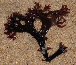 Chondrus crispus