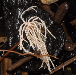 Corallina officinalis