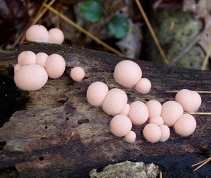 Lycogala epidendrum