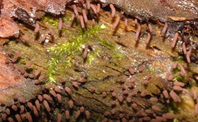 Stemonitopsis typhina