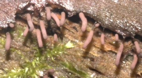 Stemonitopsis typhina