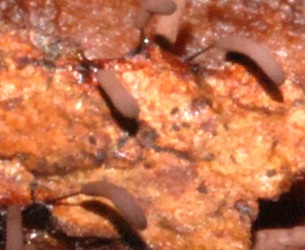 Stemonitopsis typhina