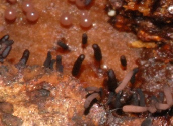 Stemonitopsis typhina