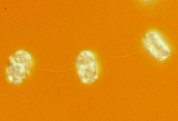 Thalassiosira pacifica