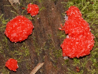 Tubifera ferruginosa